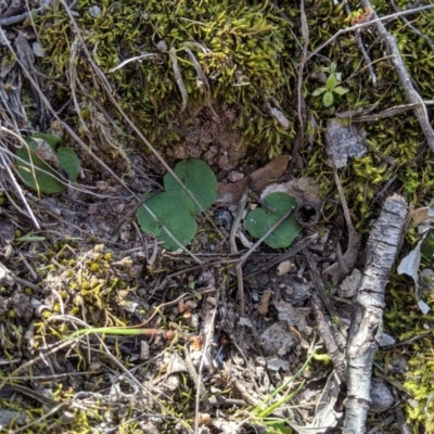 Corysanthes sp. (A Helmet Orchid) at Conder, ACT - 15 Sep 2019 by MattM