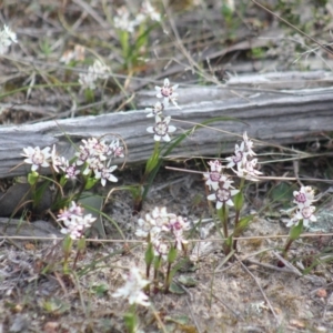 Wurmbea dioica subsp. dioica at Gundaroo, NSW - 15 Sep 2019