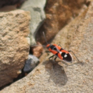 Melanerythrus mactans at Gundaroo, NSW - 15 Sep 2019 05:04 PM