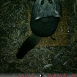 Trichosurus vulpecula at Acton, ACT - 24 Aug 2019 01:10 AM