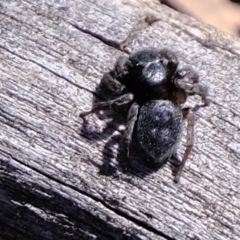Salticidae (family) (Unidentified Jumping spider) at Mulligans Flat - 14 Sep 2019 by Kurt