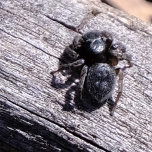 Salticidae (family) at Amaroo, ACT - 14 Sep 2019 12:23 PM