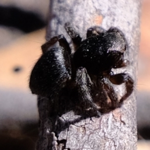 Salticidae (family) at Amaroo, ACT - 14 Sep 2019 12:23 PM