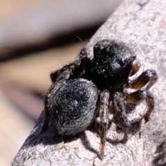 Salticidae (family) at Amaroo, ACT - 14 Sep 2019 12:23 PM