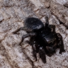 Salticidae (family) at Amaroo, ACT - 14 Sep 2019