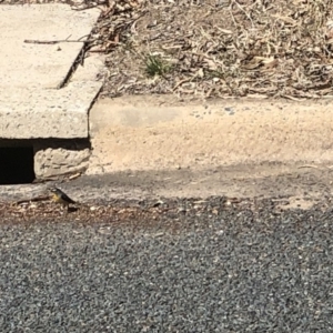 Pardalotus punctatus at Aranda, ACT - 16 Sep 2019