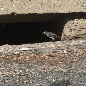 Pardalotus punctatus at Aranda, ACT - 16 Sep 2019