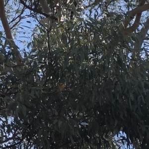 Pardalotus punctatus at Aranda, ACT - 16 Sep 2019