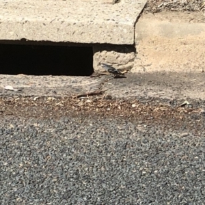 Pardalotus punctatus at Aranda, ACT - 16 Sep 2019