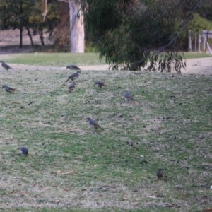 Ptilonorhynchus violaceus at Hughes, ACT - 15 Sep 2019