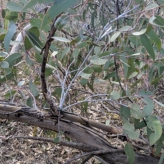 Eucalyptus nortonii (Large-flowered Bundy) at Conder, ACT - 15 Sep 2019 by MattM