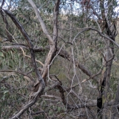 Eucalyptus nortonii at Conder, ACT - 16 Sep 2019 09:35 AM