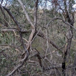 Eucalyptus nortonii at Conder, ACT - 16 Sep 2019