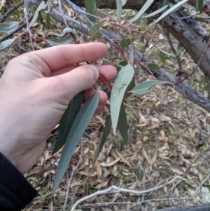 Eucalyptus nortonii at Conder, ACT - 16 Sep 2019