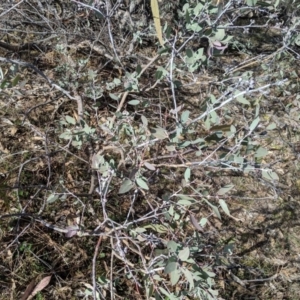 Eucalyptus nortonii at Conder, ACT - 16 Sep 2019 09:35 AM