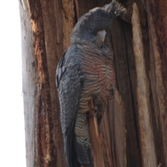 Callocephalon fimbriatum (Gang-gang Cockatoo) at Hughes, ACT - 15 Sep 2019 by LisaH