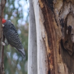 Callocephalon fimbriatum at Hughes, ACT - suppressed