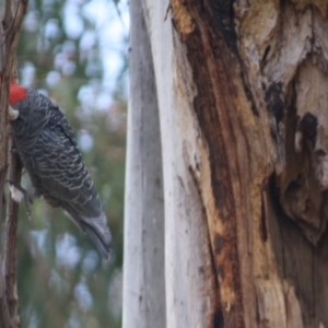 Callocephalon fimbriatum at Hughes, ACT - 15 Sep 2019