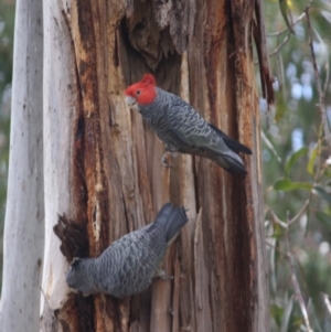 Callocephalon fimbriatum at Hughes, ACT - suppressed