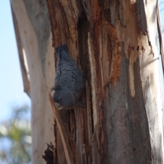 Callocephalon fimbriatum at Hughes, ACT - 15 Sep 2019