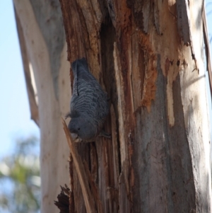 Callocephalon fimbriatum at Hughes, ACT - suppressed