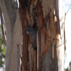 Callocephalon fimbriatum at Hughes, ACT - suppressed