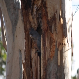 Callocephalon fimbriatum at Hughes, ACT - suppressed