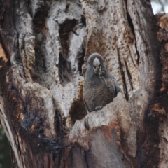 Callocephalon fimbriatum (Gang-gang Cockatoo) at Red Hill to Yarralumla Creek - 15 Sep 2019 by LisaH