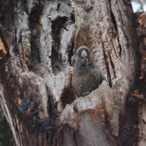 Callocephalon fimbriatum at Hughes, ACT - suppressed