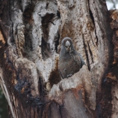 Callocephalon fimbriatum (Gang-gang Cockatoo) at Hughes Grassy Woodland - 15 Sep 2019 by LisaH