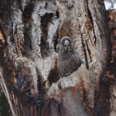 Callocephalon fimbriatum (Gang-gang Cockatoo) at Hughes Grassy Woodland - 15 Sep 2019 by LisaH