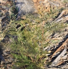 Grevillea robusta (Silky Oak) at Hughes, ACT - 16 Sep 2019 by LisaH