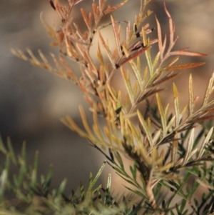 Grevillea robusta at Hughes, ACT - 16 Sep 2019