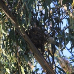 Manorina melanocephala (Noisy Miner) at Hughes Grassy Woodland - 15 Sep 2019 by LisaH