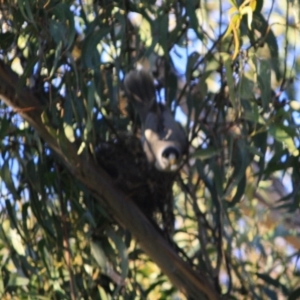 Manorina melanocephala at Hughes, ACT - 16 Sep 2019