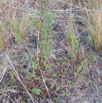 Cheilanthes sieberi (Rock Fern) at Old Tuggeranong TSR - 6 Jul 2014 by MichaelBedingfield