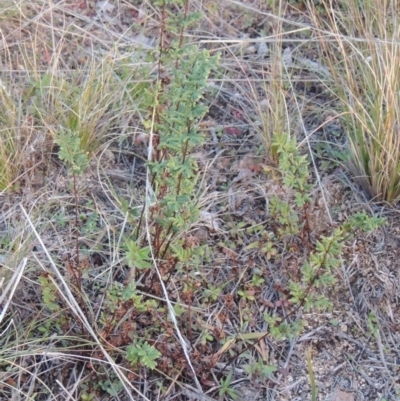 Cheilanthes sieberi (Rock Fern) at Old Tuggeranong TSR - 6 Jul 2014 by michaelb