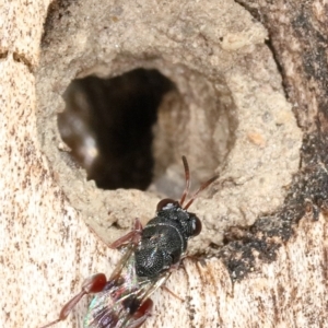 Chalcididae (family) at Kambah, ACT - 16 Sep 2019 10:37 AM