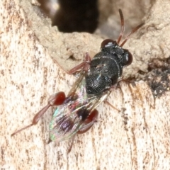 Chalcididae (family) at Kambah, ACT - 16 Sep 2019