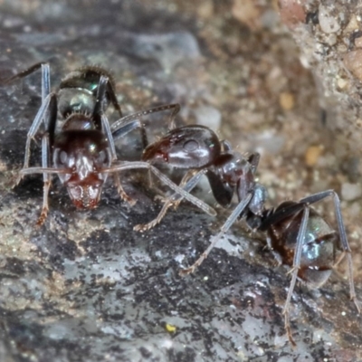 Iridomyrmex rufoniger (Tufted Tyrant Ant) at Kambah, ACT - 16 Sep 2019 by Marthijn