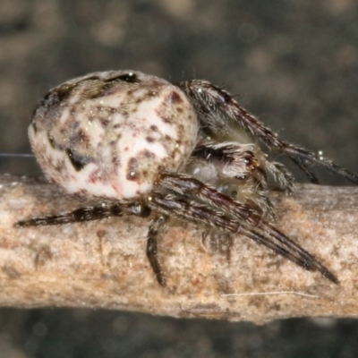 Plebs eburnus (Eastern bush orb-weaver) at Kambah, ACT - 16 Sep 2019 by Marthijn