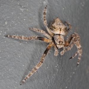 Hortophora sp. (genus) at Kambah, ACT - 16 Sep 2019