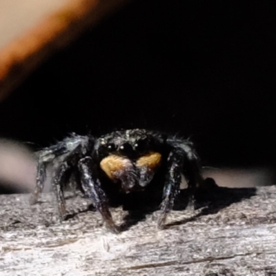 Salticidae sp. 'Golden palps' (Unidentified jumping spider) at Amaroo, ACT - 14 Sep 2019 by Kurt