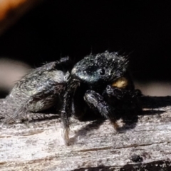 Salticidae sp. 'Golden palps' at Amaroo, ACT - 14 Sep 2019