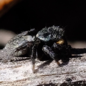 Salticidae sp. 'Golden palps' at Amaroo, ACT - 14 Sep 2019 01:14 PM