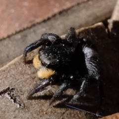 Salticidae sp. 'Golden palps' at Amaroo, ACT - 14 Sep 2019