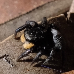 Salticidae sp. 'Golden palps' at Amaroo, ACT - 14 Sep 2019 01:14 PM