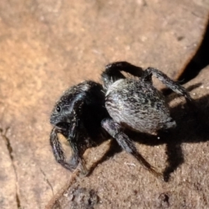 Salticidae sp. 'Golden palps' at Amaroo, ACT - 14 Sep 2019 01:14 PM