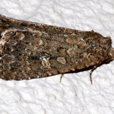 Hypoperigea tonsa (A noctuid moth) at Ainslie, ACT - 15 Sep 2019 by jbromilow50