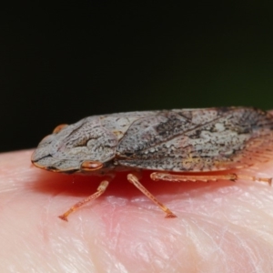 Stenocotis depressa at Acton, ACT - 13 Sep 2019 12:23 PM